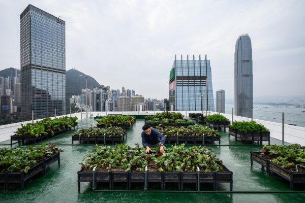 Urban Rooftop Wetlands, How Vertical Nature Is Greening Hong Kong’s Skyscrapers